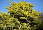 mimosa (aprile 2009)
[ 213 KB ]